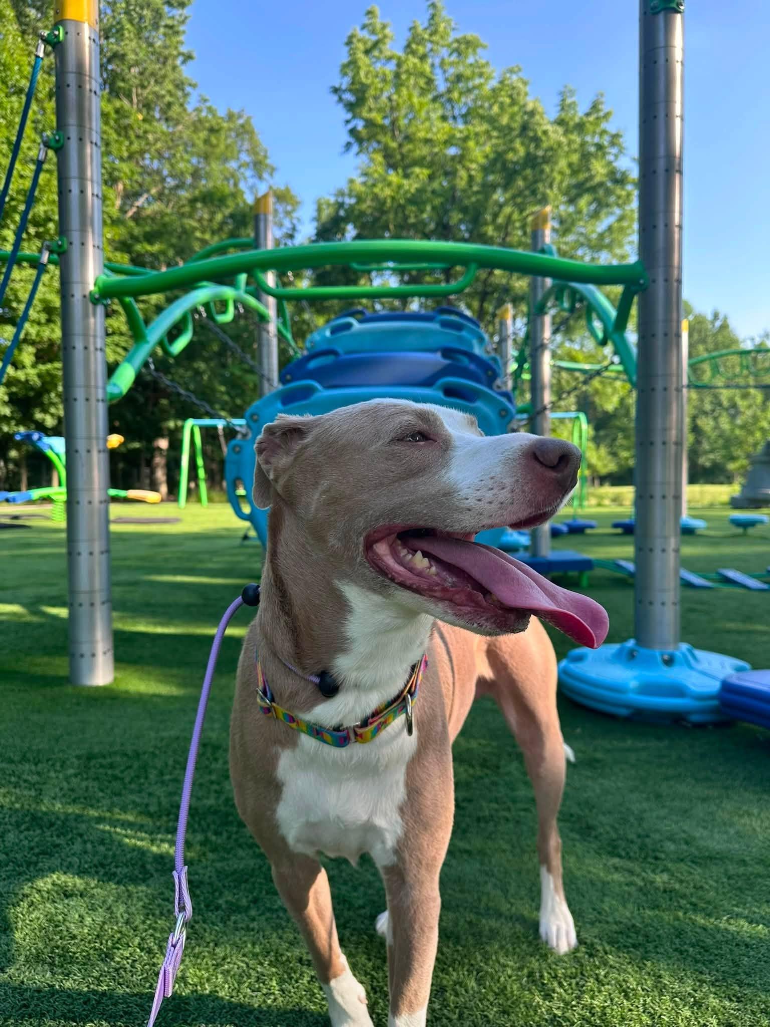 Tipper , a ADOPTABLE Pit Bull Terrier in Indianapolis, IN image 1/6