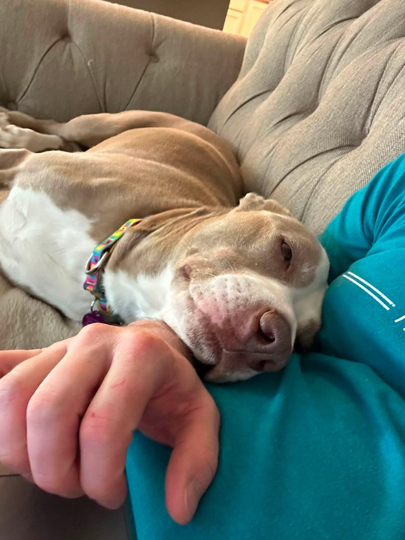Tipper , a ADOPTABLE Pit Bull Terrier in Indianapolis, IN image 3/6