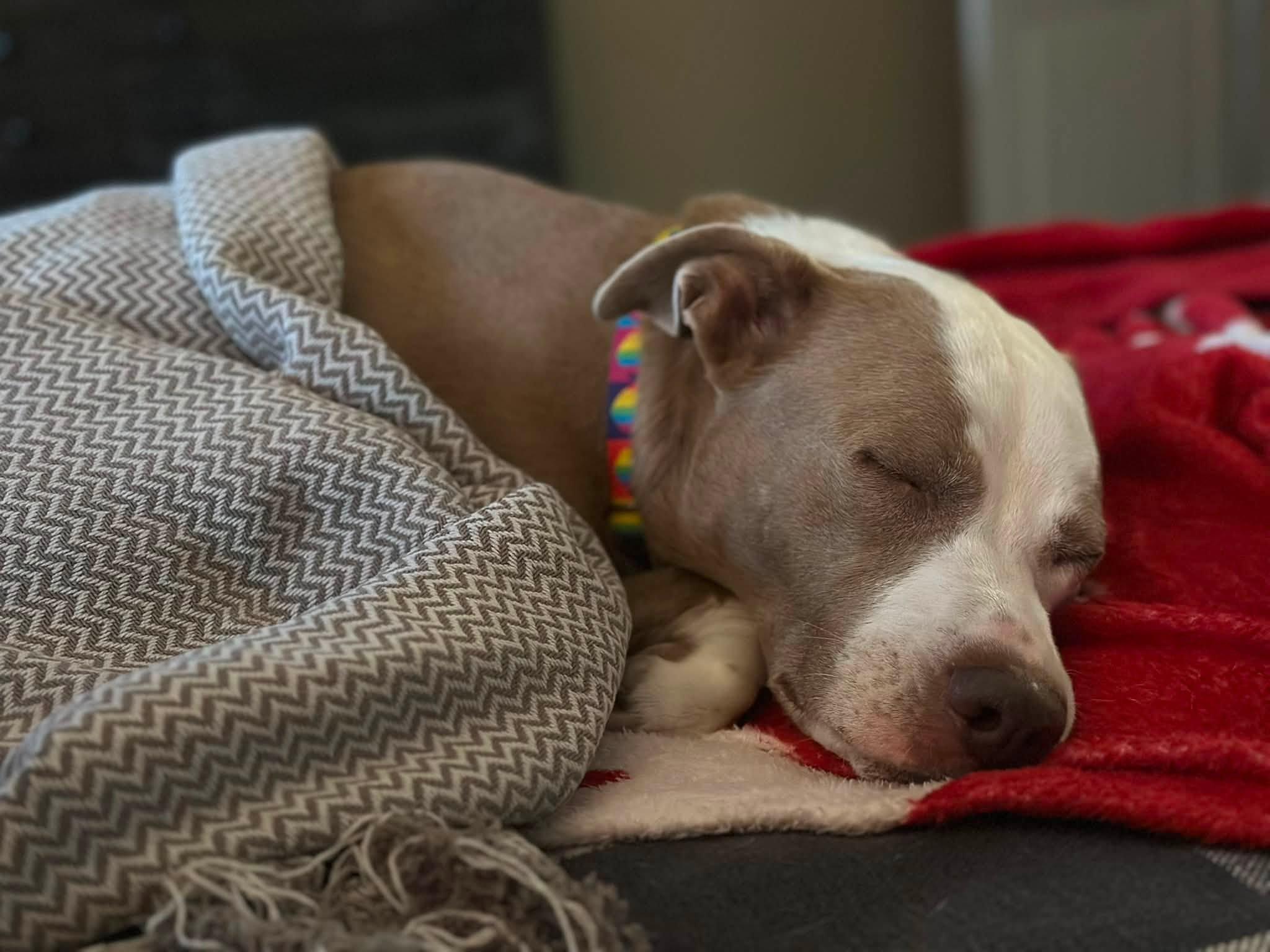 Tipper , a ADOPTABLE Pit Bull Terrier in Indianapolis, IN image 5/6