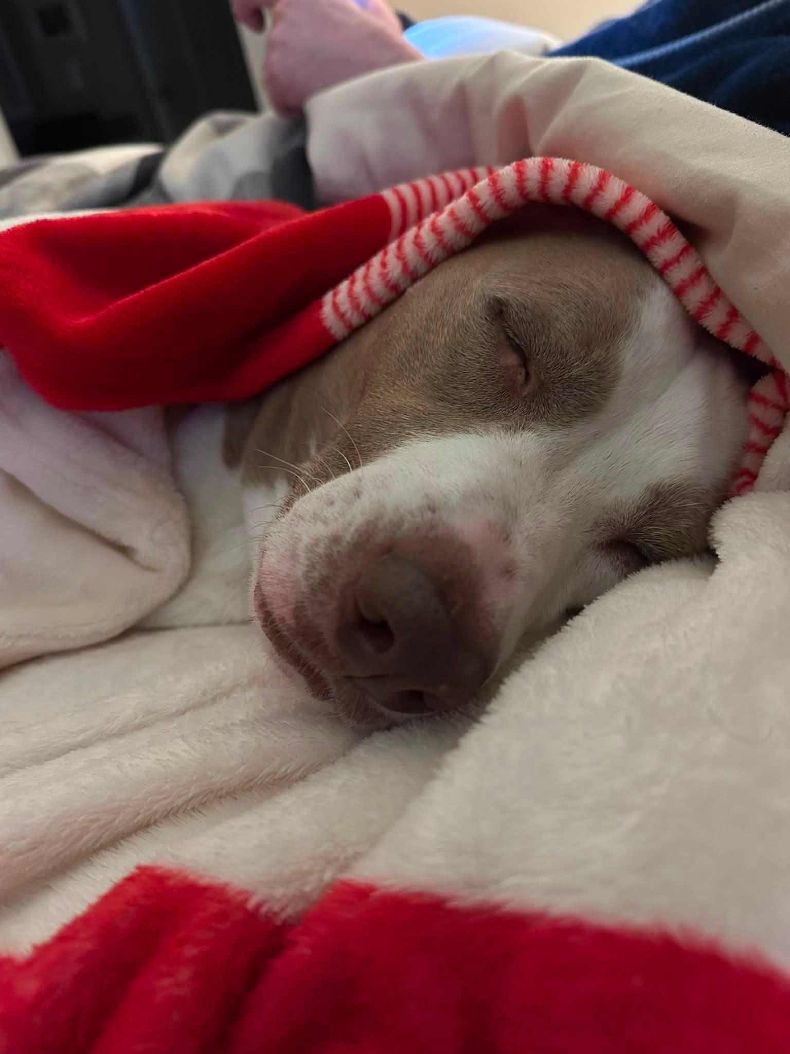 Tipper , a ADOPTABLE Pit Bull Terrier in Indianapolis, IN image 4/6