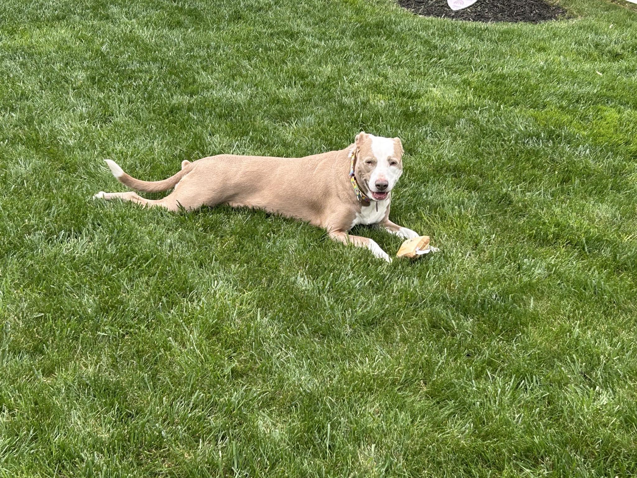 Enlarge Tipper , a ADOPTABLE Pit Bull Terrier in Indianapolis, IN image 1/3