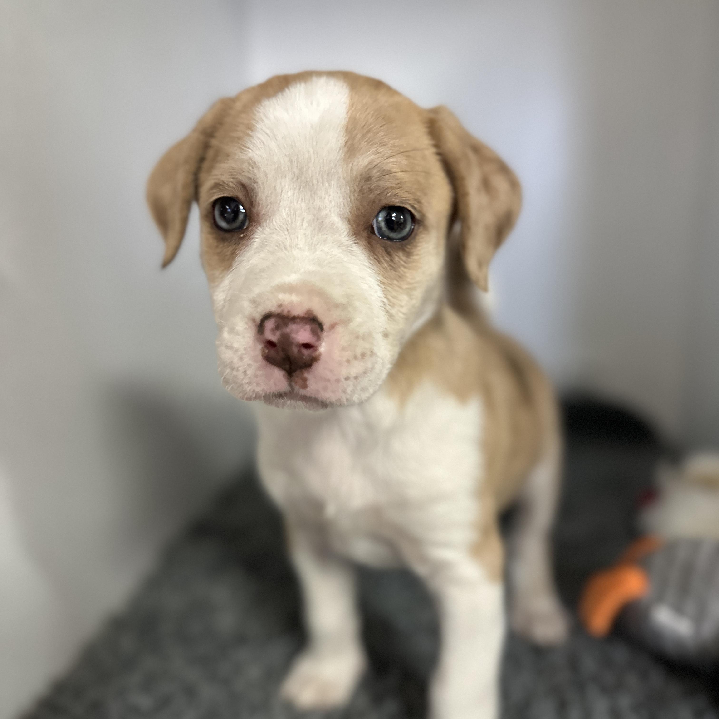 Petra, a ADOPTABLE mixed breed in Columbia, SC image 1/3