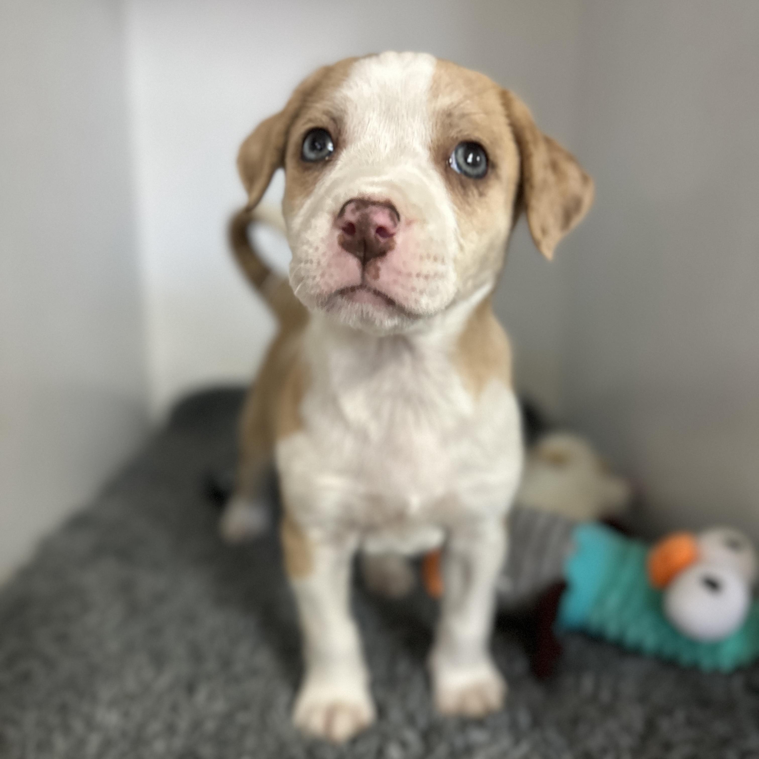 Petra, a ADOPTABLE mixed breed in Columbia, SC image 2/3