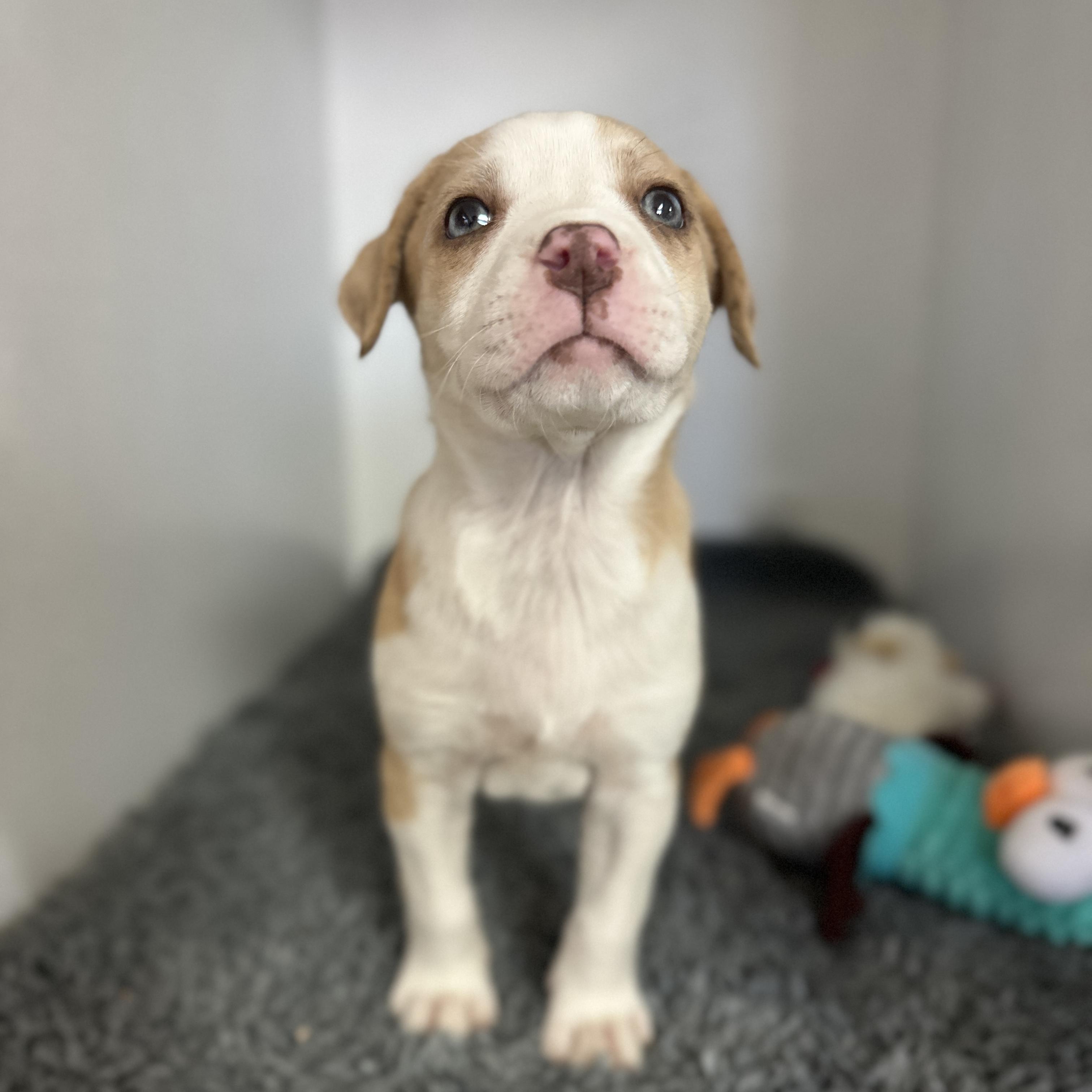 Petra, a ADOPTABLE mixed breed in Columbia, SC image 3/3