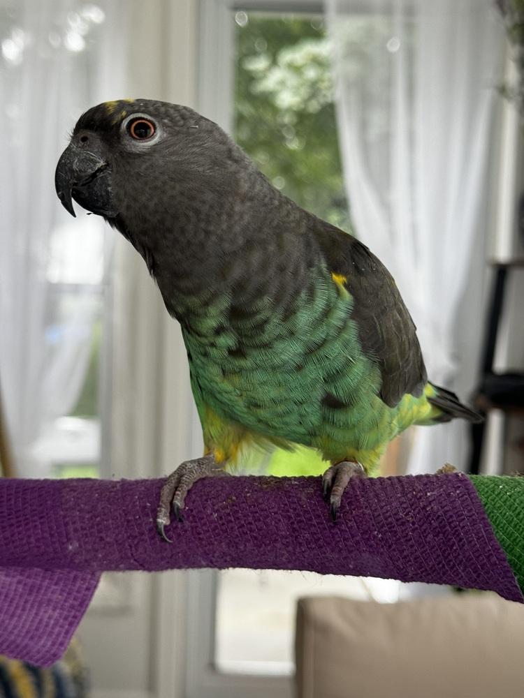 Enlarge Zeus, a Adoptable Poicephalus / Senegal in Vadnais Heights, MN image 1/2