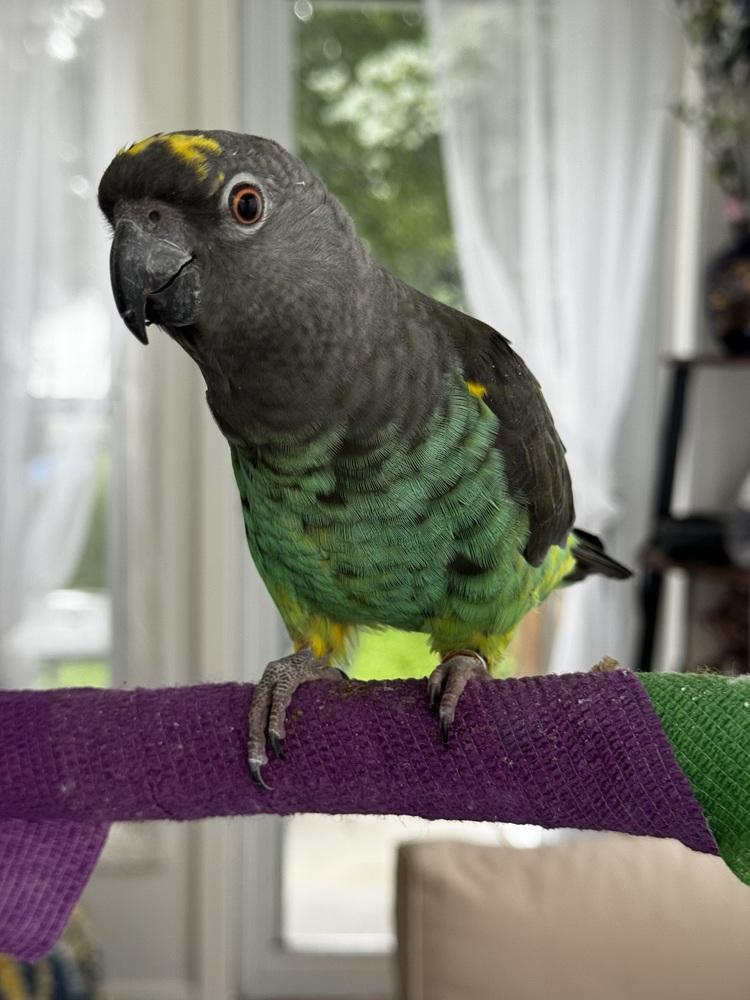 Enlarge Zeus, a Adoptable Poicephalus / Senegal in Vadnais Heights, MN image 2/2