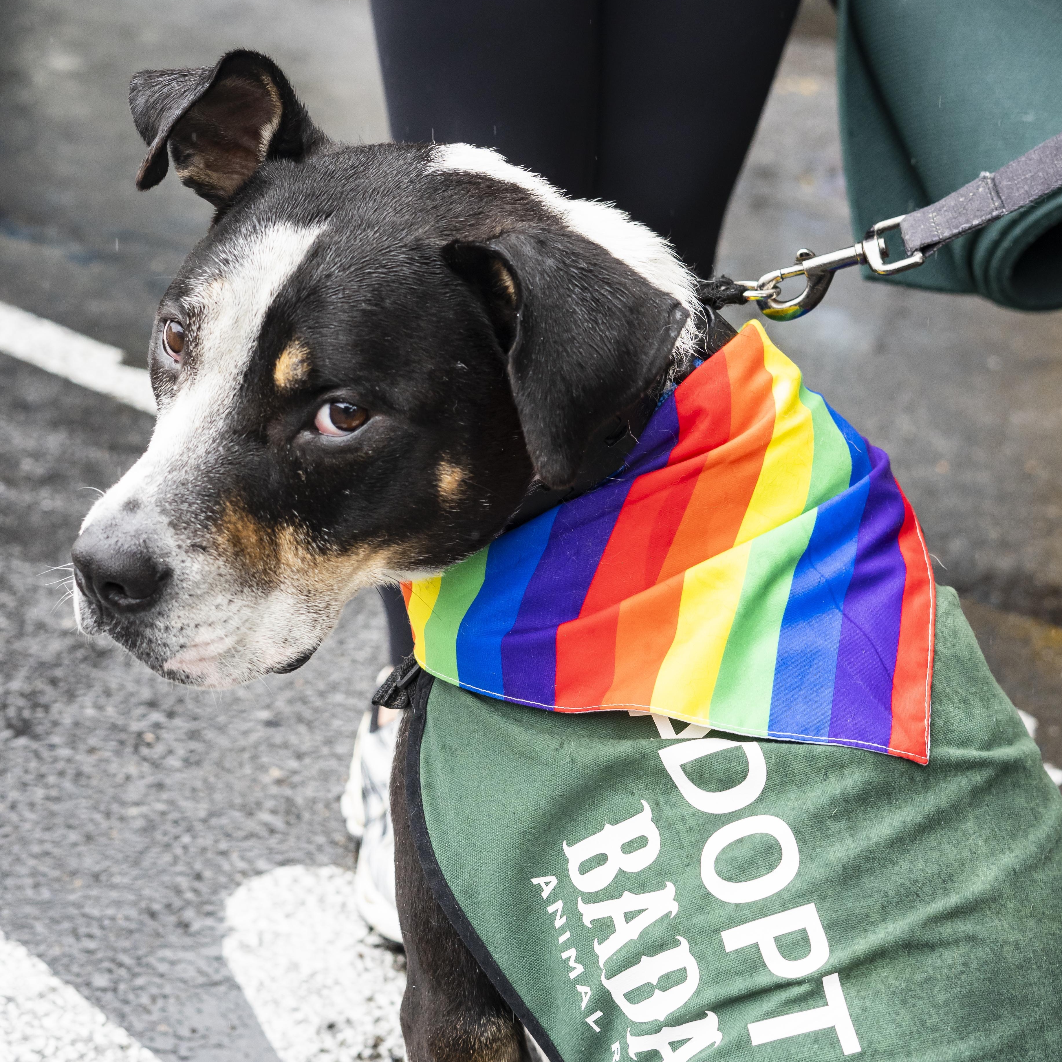 Bob Dylan, a Adoptable mixed breed in Brooklyn, NY image 4/6