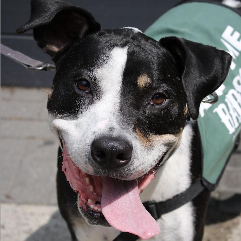 Bob Dylan, a Adoptable mixed breed in Brooklyn, NY image 2/6