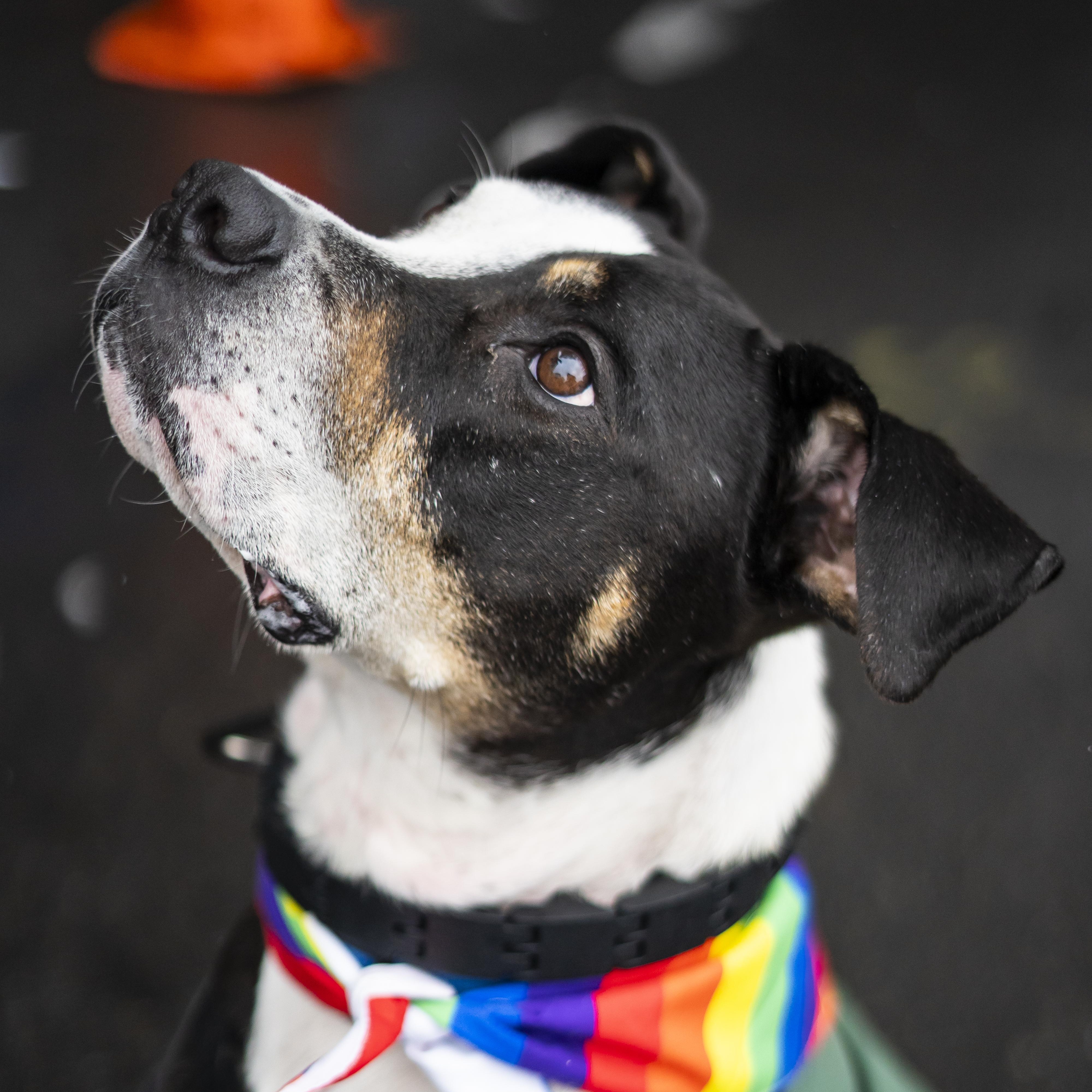 Bob Dylan, a Adoptable mixed breed in Brooklyn, NY image 6/6