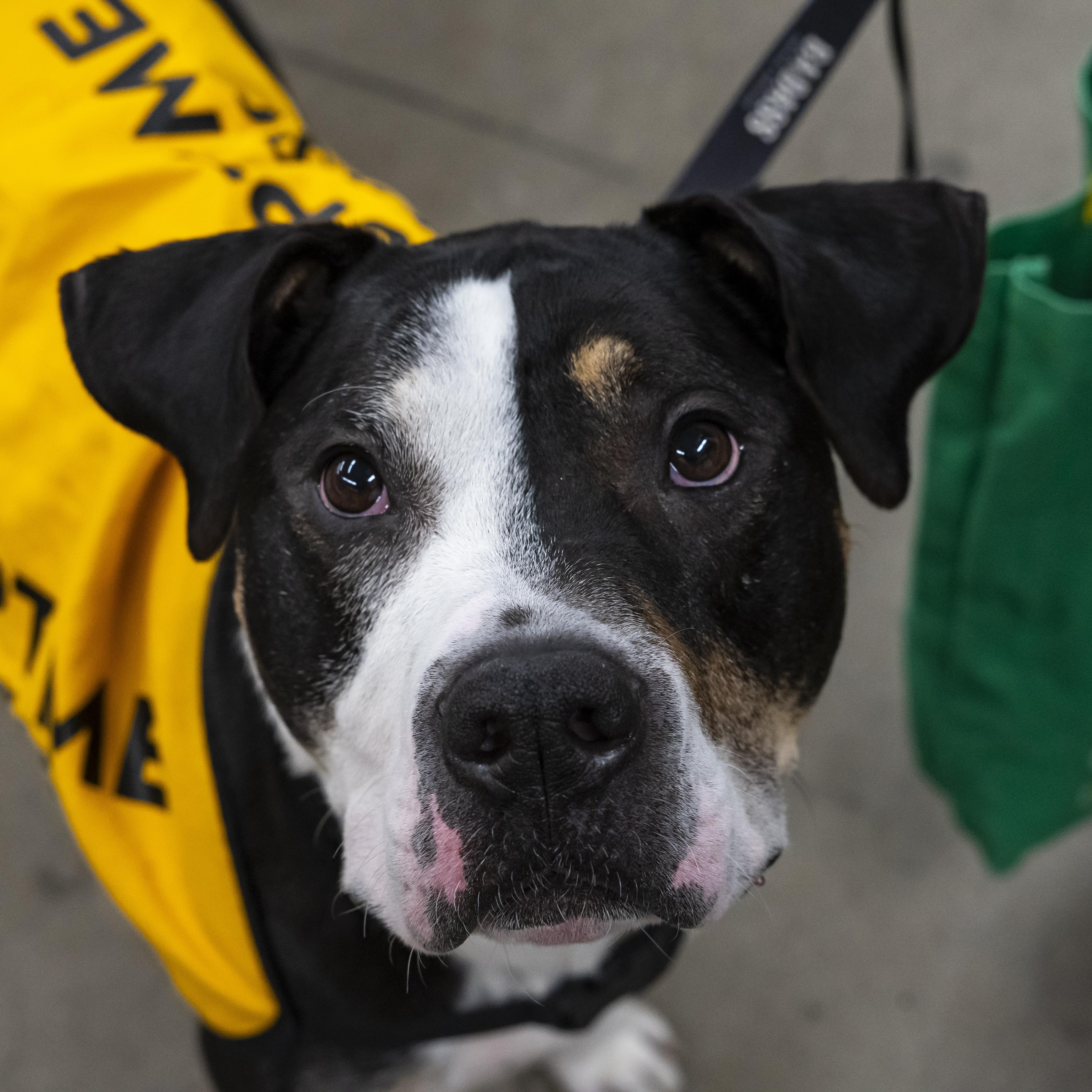 Bob Dylan, a Adoptable mixed breed in Brooklyn, NY image 5/6