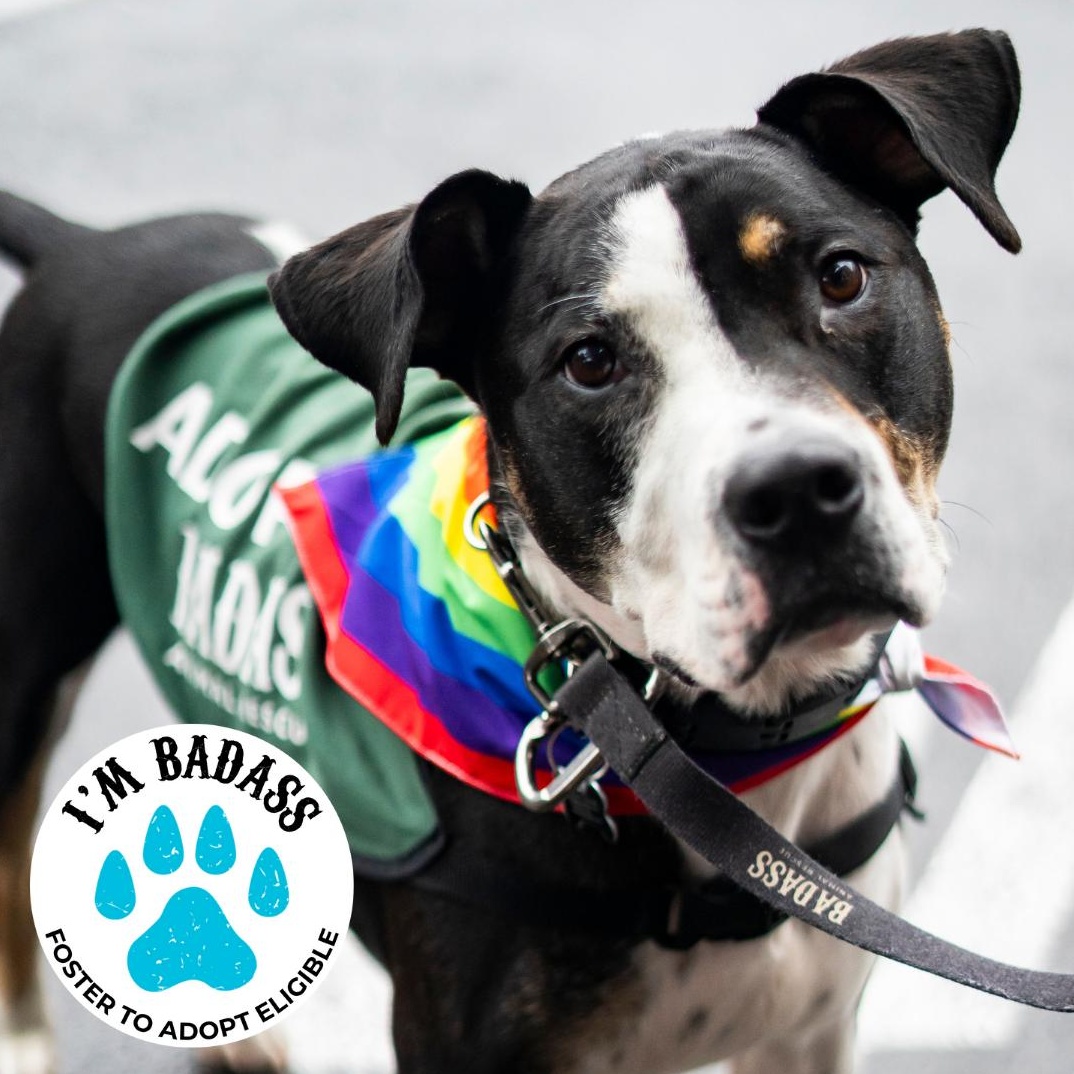 Bob Dylan, a Adoptable mixed breed in Brooklyn, NY image 1/6