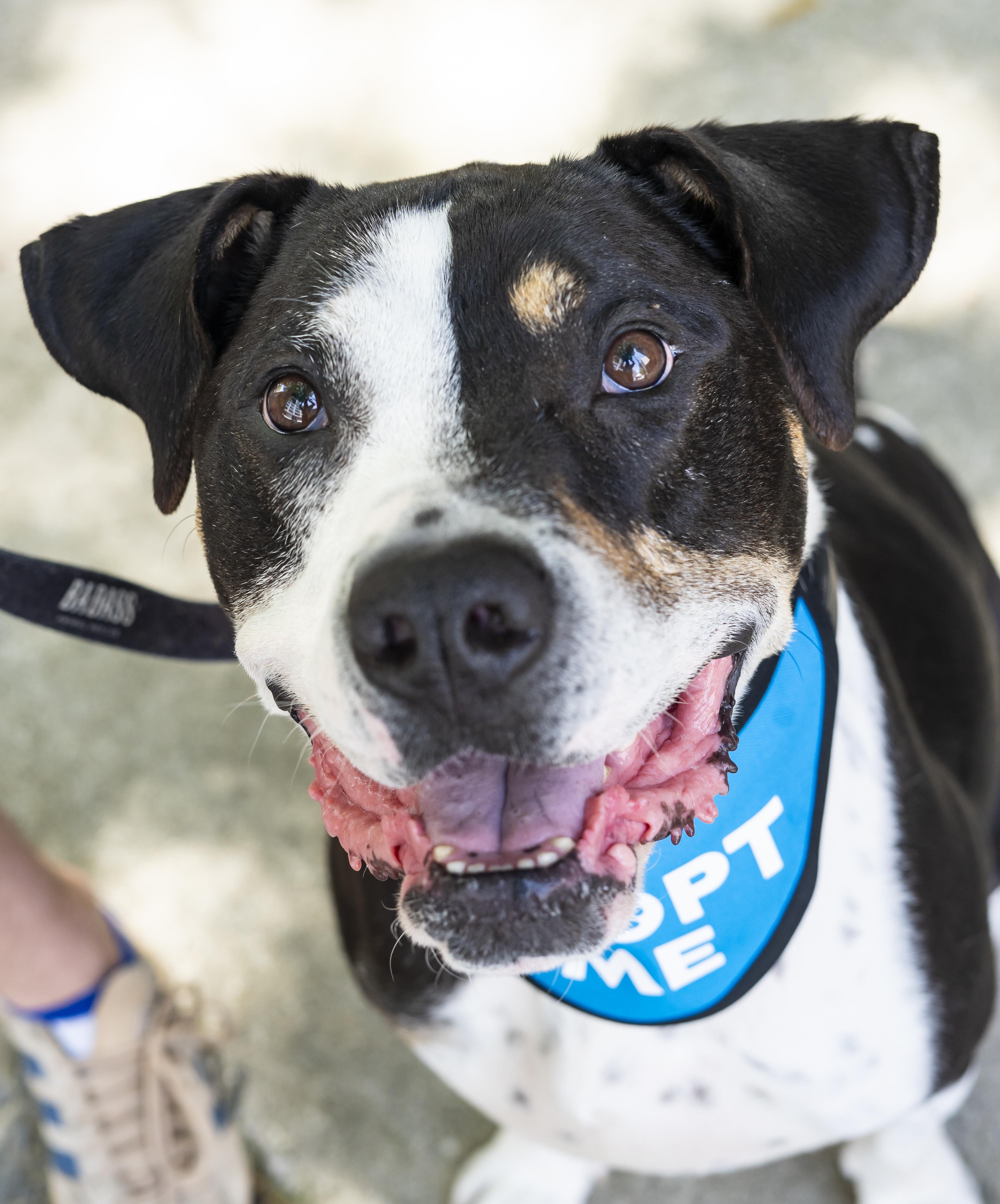 Bob Dylan, a Adoptable mixed breed in Brooklyn, NY image 3/6