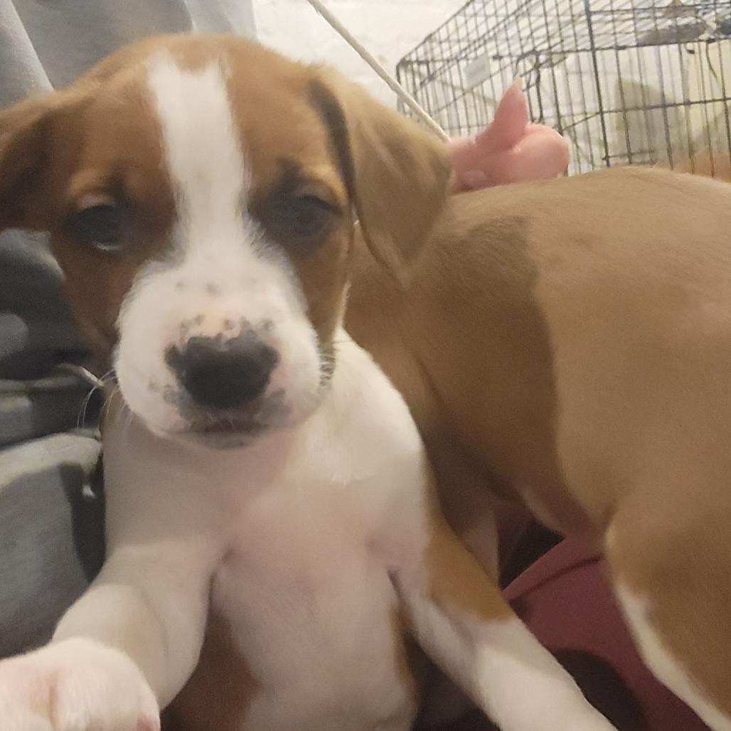 Flannel, a Adoptable mixed breed in Avon, OH image 1/3