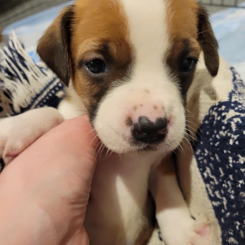 Flannel, a Adoptable mixed breed in Avon, OH image 2/3