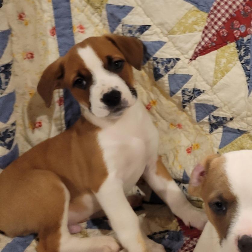 Flannel, a Adoptable mixed breed in Avon, OH image 3/3