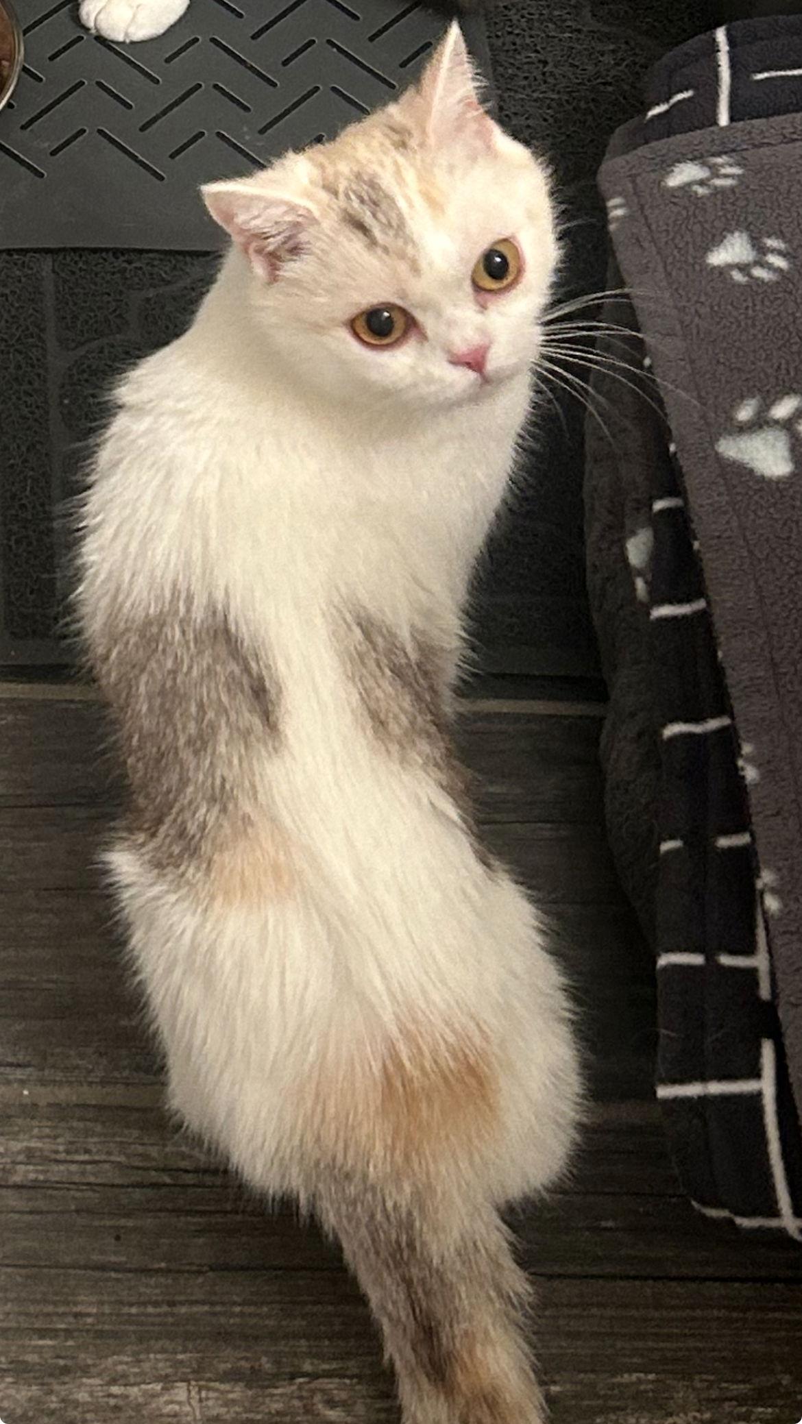 Mission, Adopted, Adult Female Munchkin.