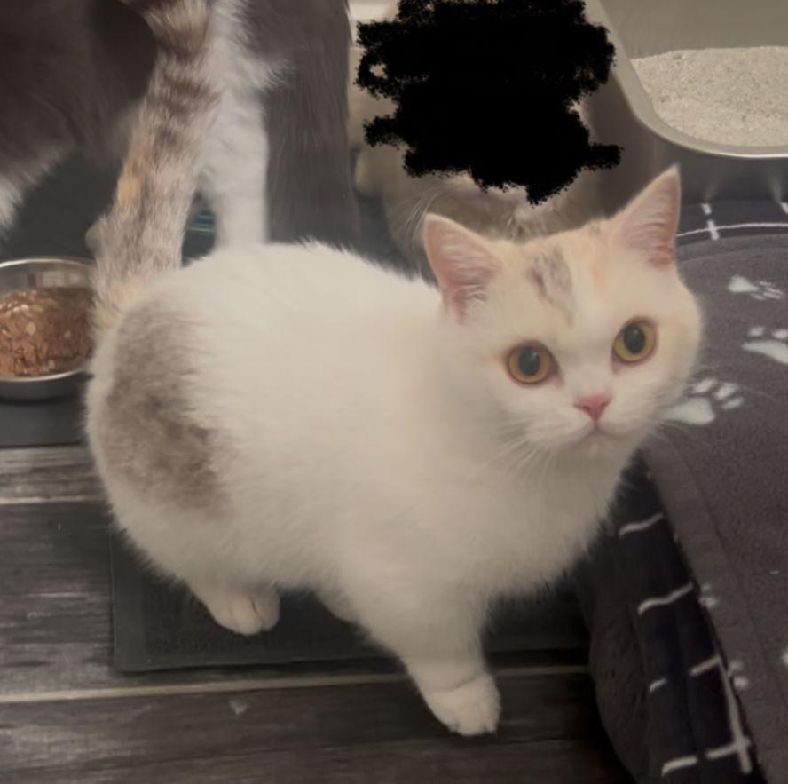 Enlarge Mission, a Adopted Munchkin in Dickinson, TX image 2/2