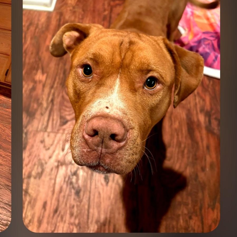 Enlarge ROWAN - Handsome and Heart Melting, a Adoptable Pit Bull Terrier in Georgetown, TX image 5/6