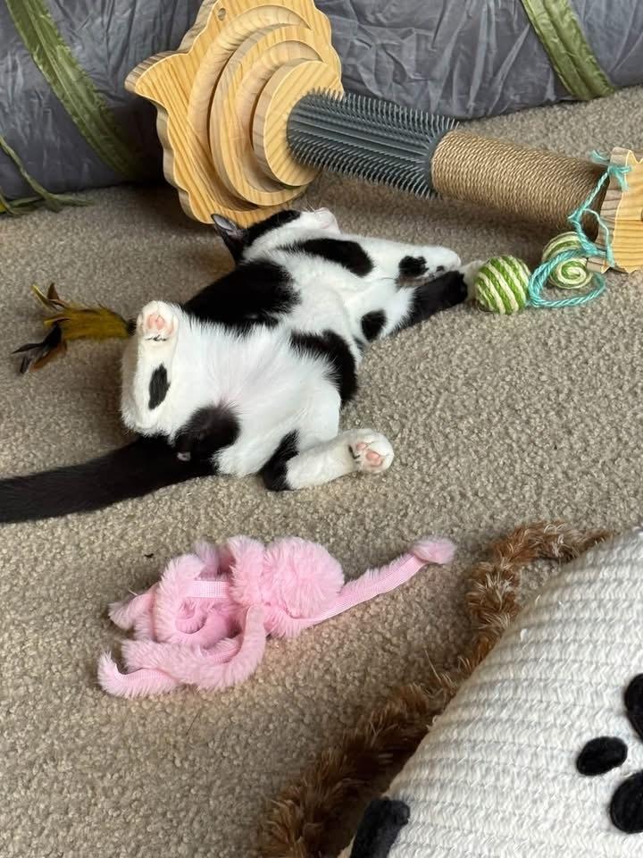 Dottie, Adoptable, Kitten Female Domestic Short Hair & Domestic Short Hair.