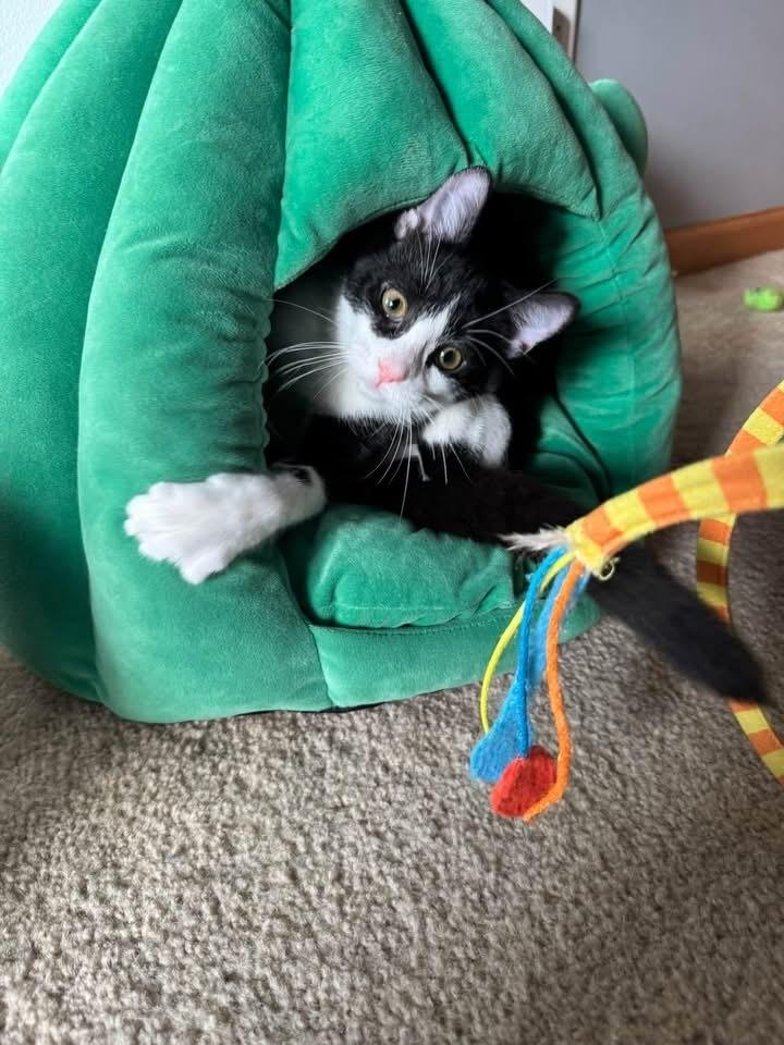 Enlarge Dottie, a Adoptable mixed breed in Poplar Grove, IL image 5/6