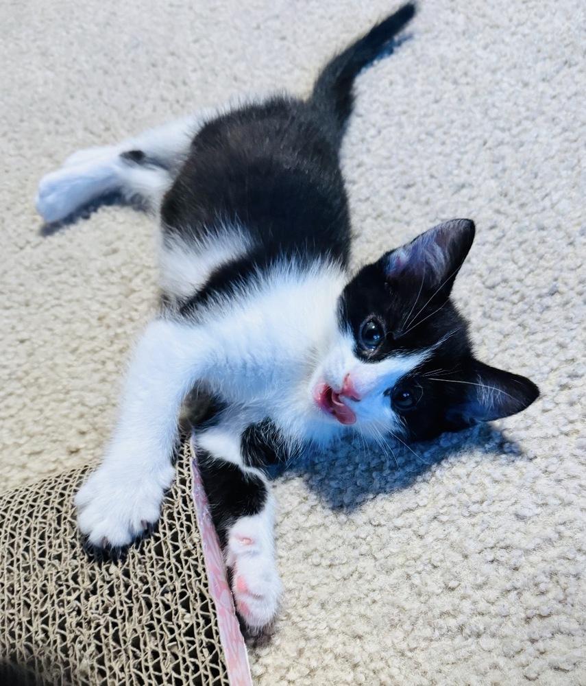 Enlarge Dottie, a Adoptable mixed breed in Poplar Grove, IL image 6/6