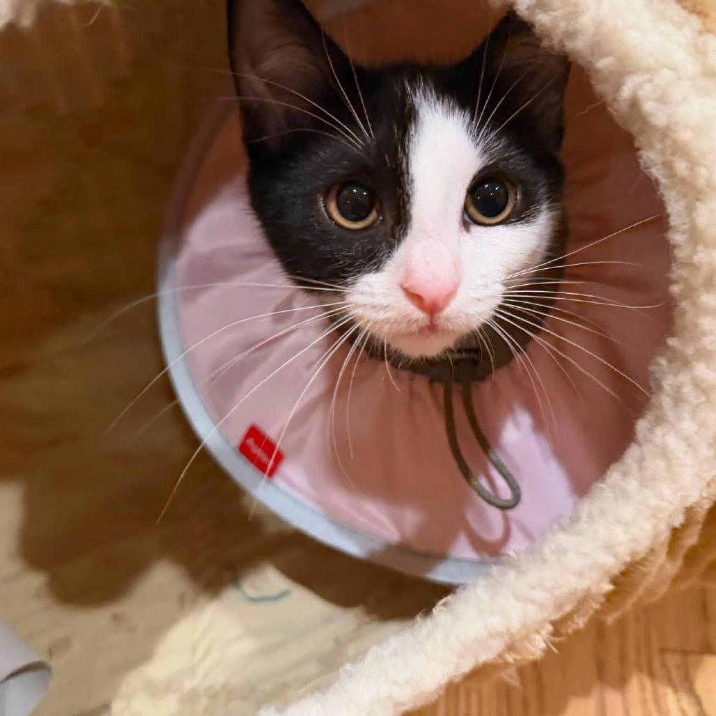 Dapple (adopt with a sibling), Adoptable, Kitten Female Domestic Short Hair.