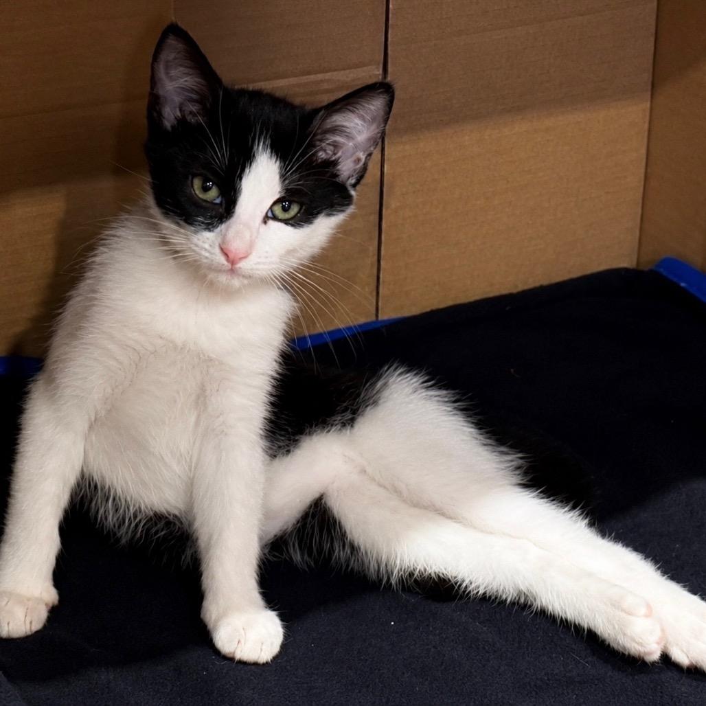 Dapple (adopt with a sibling), a Adoptable Domestic Short Hair in Fayetteville, GA image 2/6
