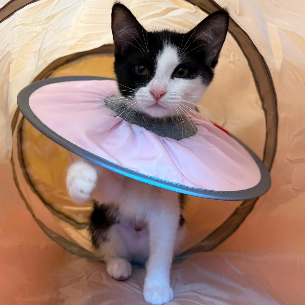 Dapple (adopt with a sibling), a Adoptable Domestic Short Hair in Fayetteville, GA image 3/6