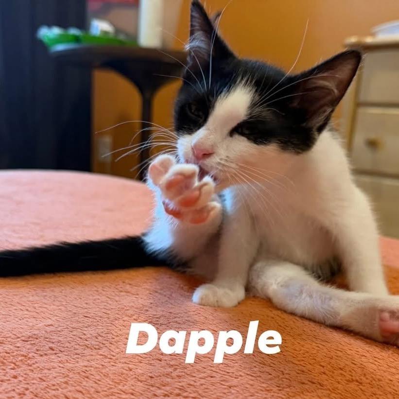 Dapple (adopt with a sibling), a Adoptable Domestic Short Hair in Fayetteville, GA image 4/6