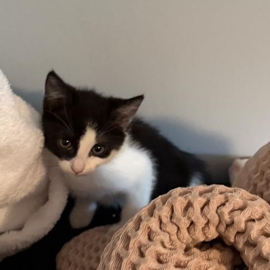 Dapple (adopt with a sibling), a Adoptable Domestic Short Hair in Fayetteville, GA image 5/6