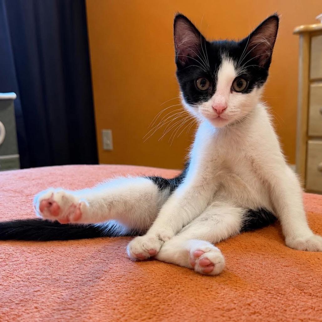 Dapple (adopt with a sibling), a Adoptable Domestic Short Hair in Fayetteville, GA image 6/6