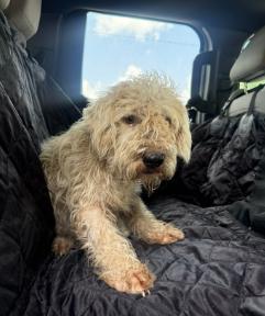 Sundae, Adoptable, Young Male Wheaten Terrier & Poodle.