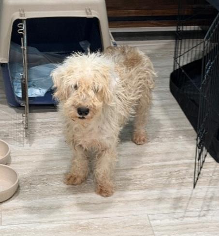 Sundae, a Adoptable mixed breed in Boulder, CO image 2/2