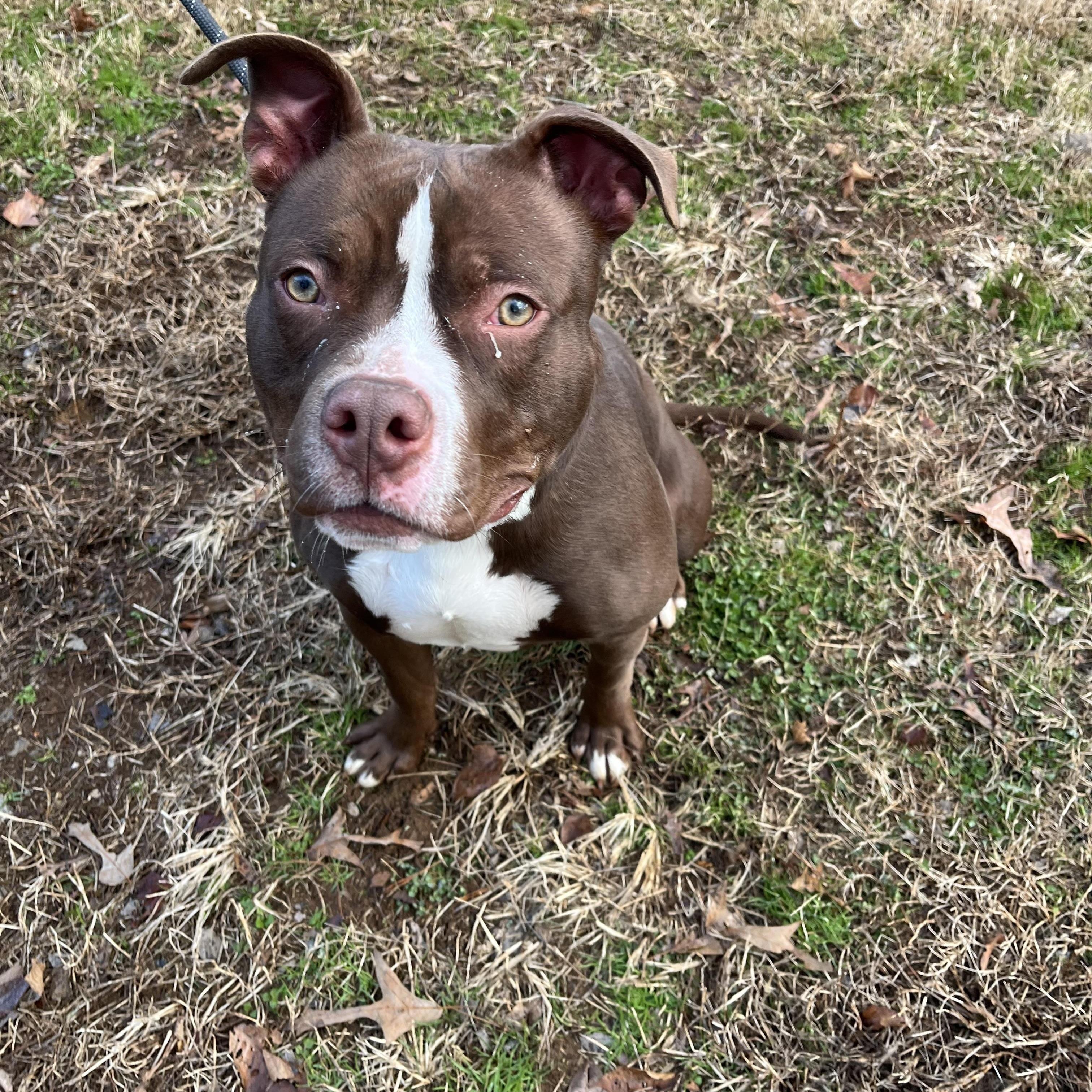 Barclay, a Adoptable American Bully in Loudon, TN image 1/5