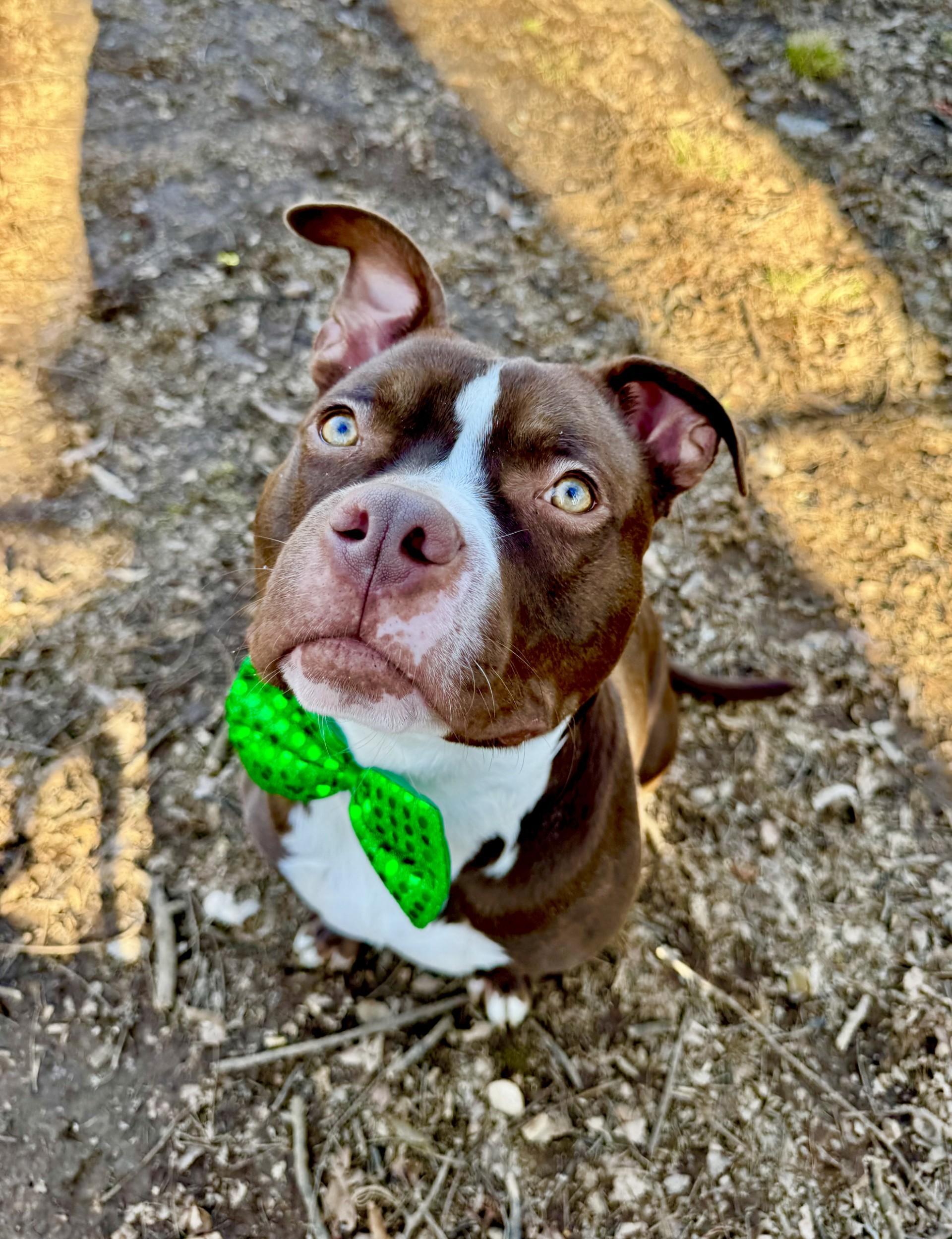 Barclay, a Adoptable American Bully in Loudon, TN image 3/5