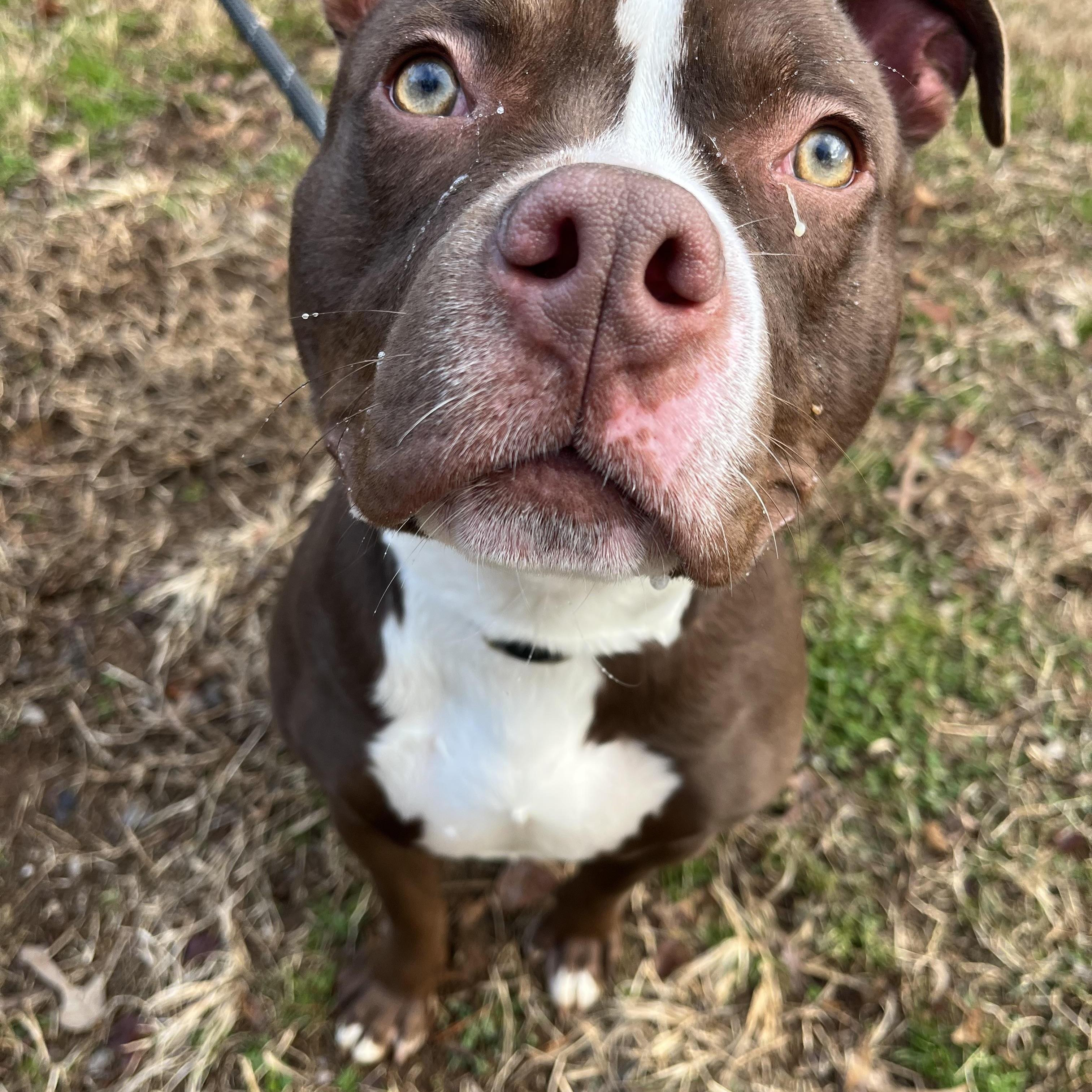 Barclay, a Adoptable American Bully in Loudon, TN image 4/5