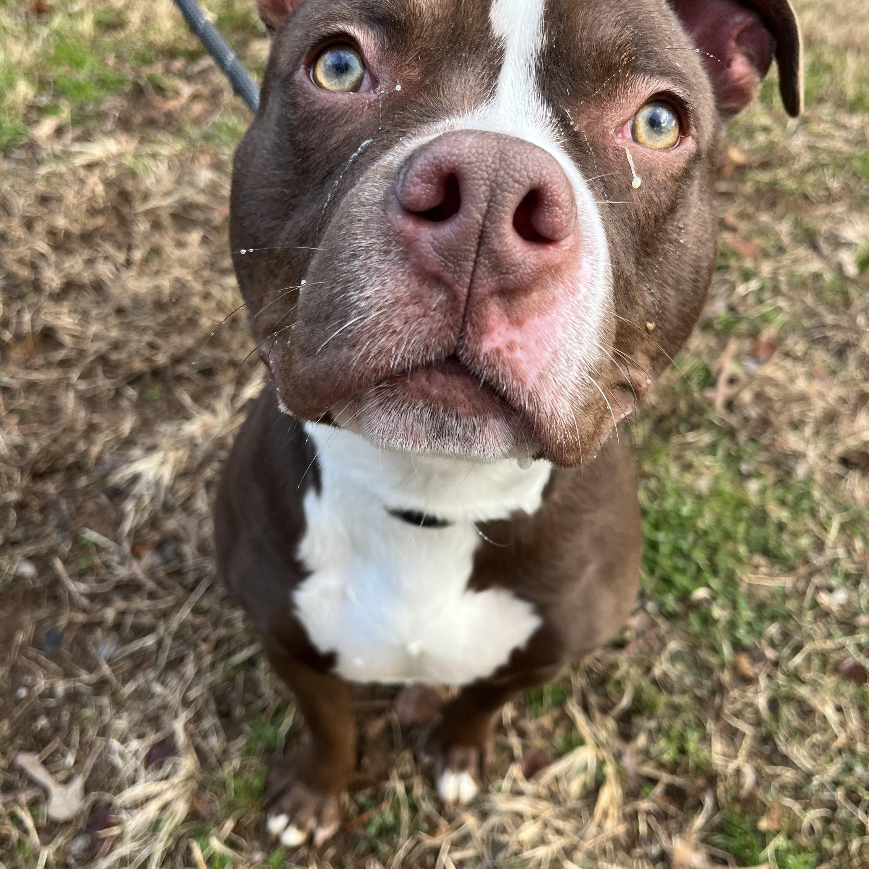 Enlarge Barclay , a ADOPTABLE mixed breed in Loudon, TN image 2/4