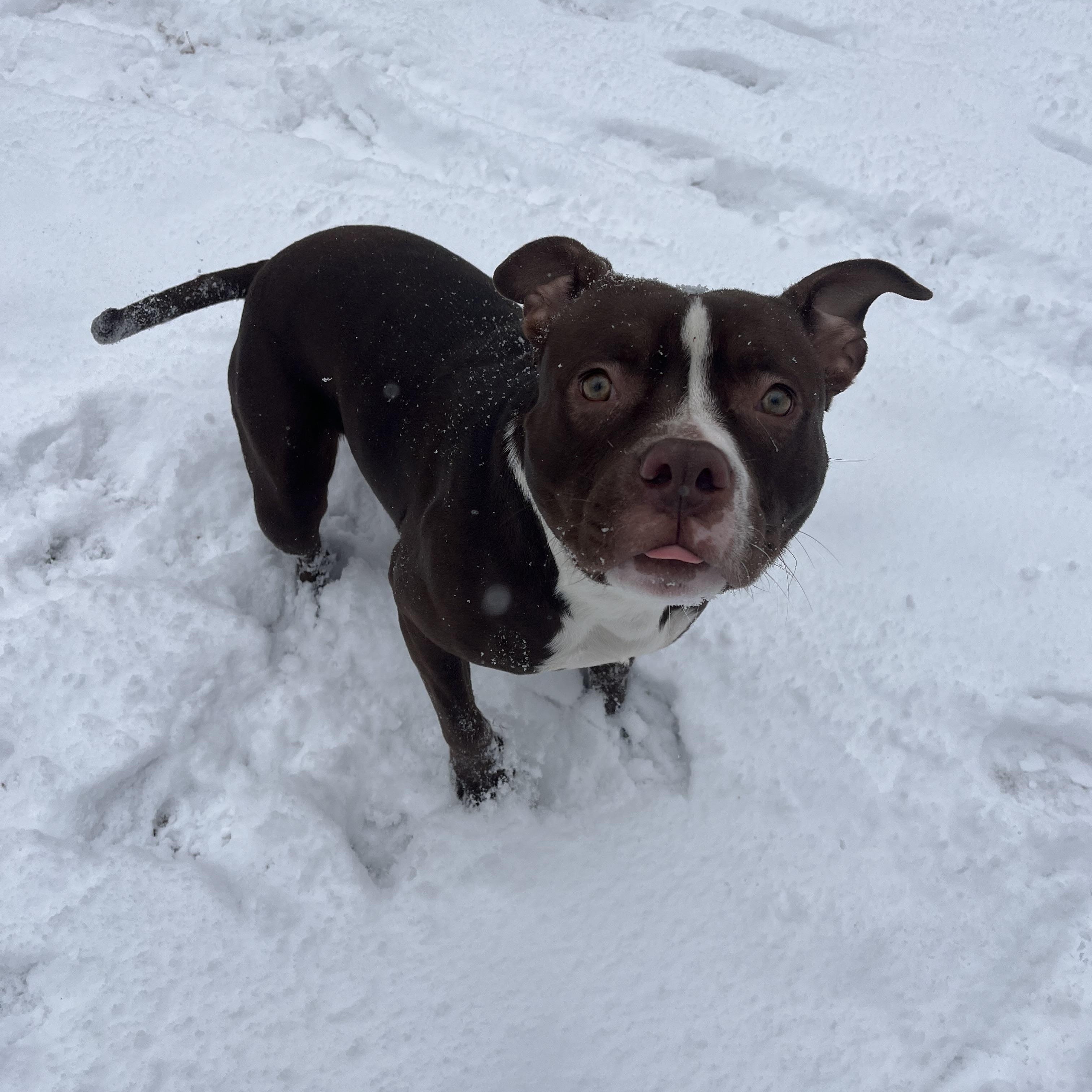 Enlarge Barclay , a ADOPTABLE mixed breed in Loudon, TN image 1/4