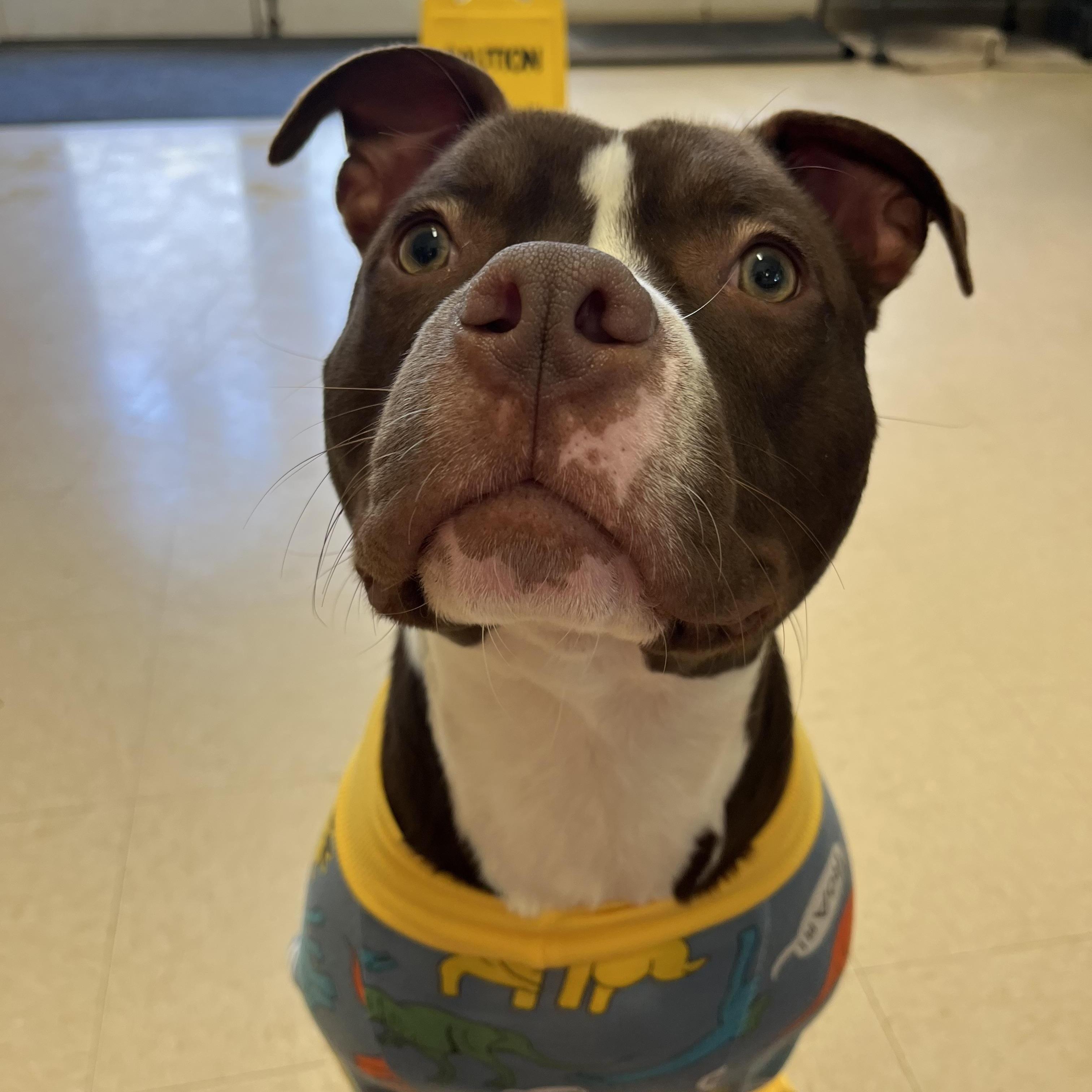 Barclay, a Adoptable American Bully in Loudon, TN image 5/5