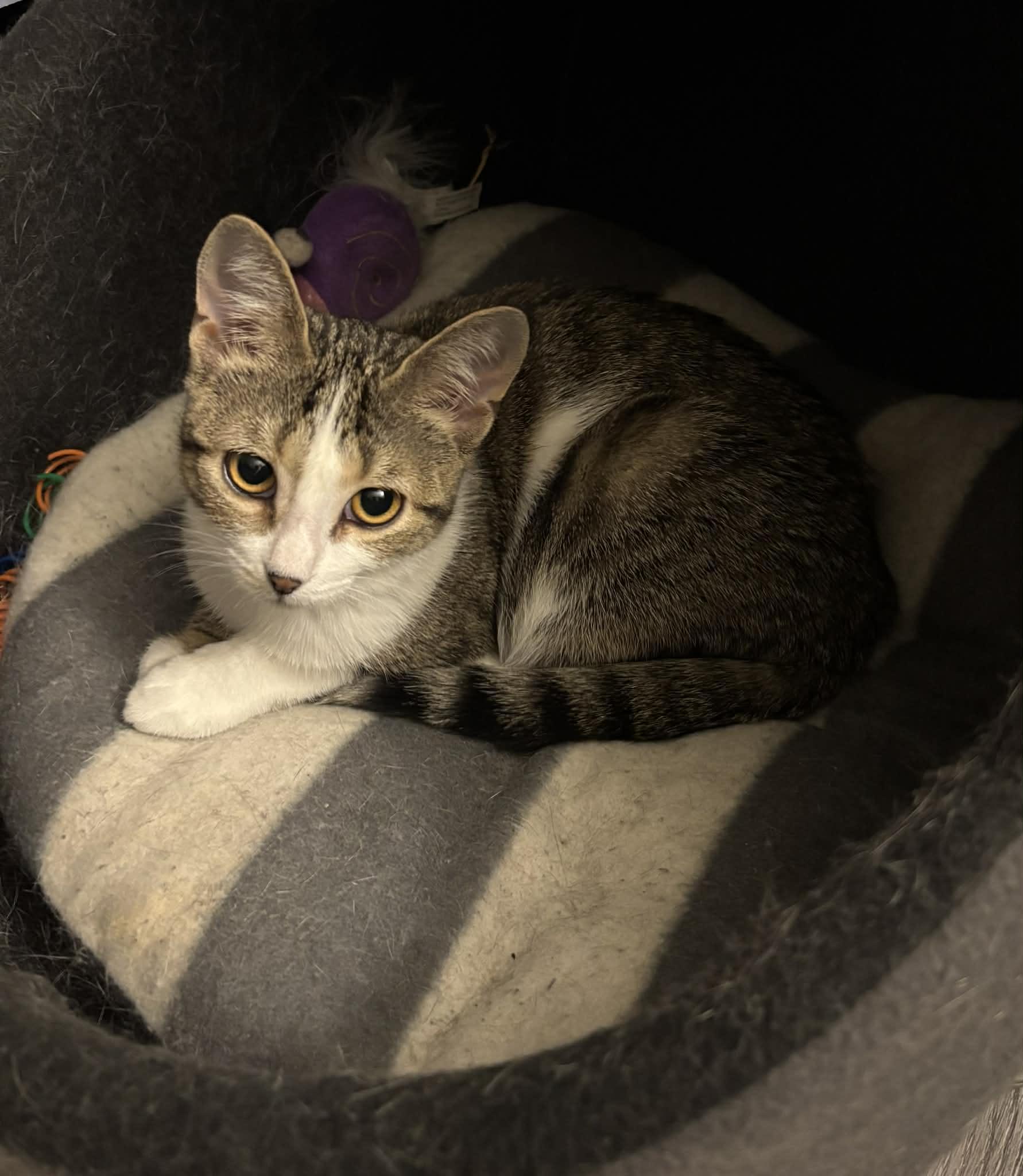 Enlarge TWINKLE, a Adoptable Domestic Short Hair in Tillsonburg, ON image 2/6