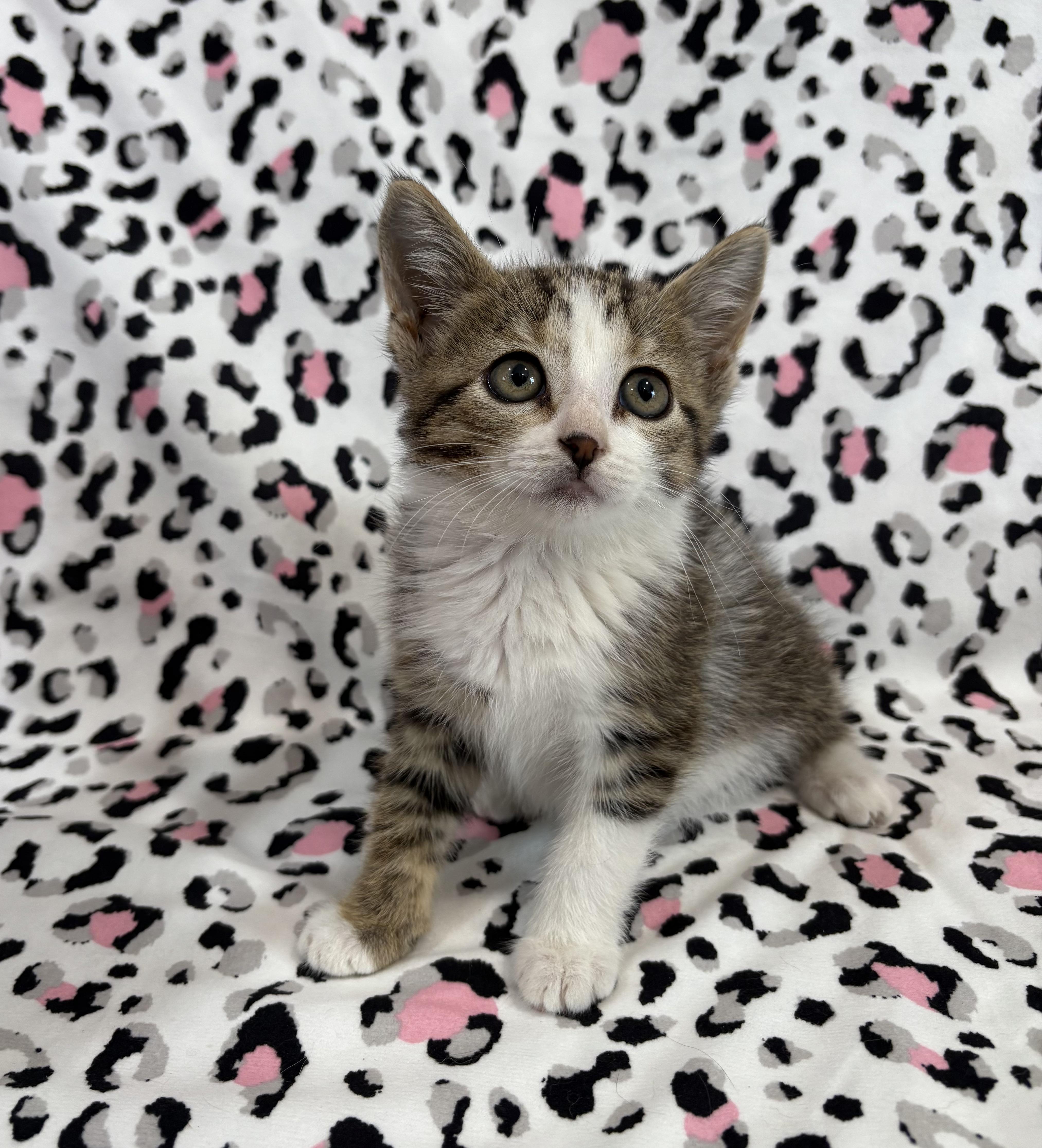 Enlarge TWINKLE, a Adoptable Domestic Short Hair in Tillsonburg, ON image 4/6