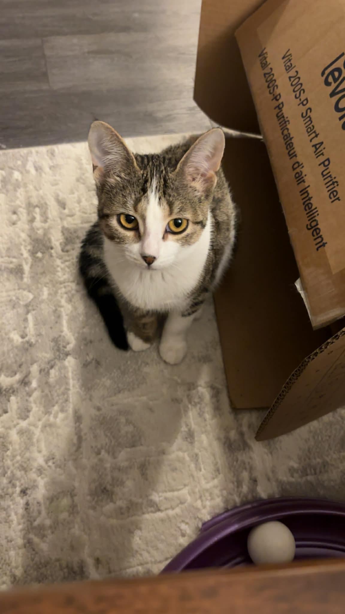 Enlarge TWINKLE, a Adoptable Domestic Short Hair in Tillsonburg, ON image 1/6