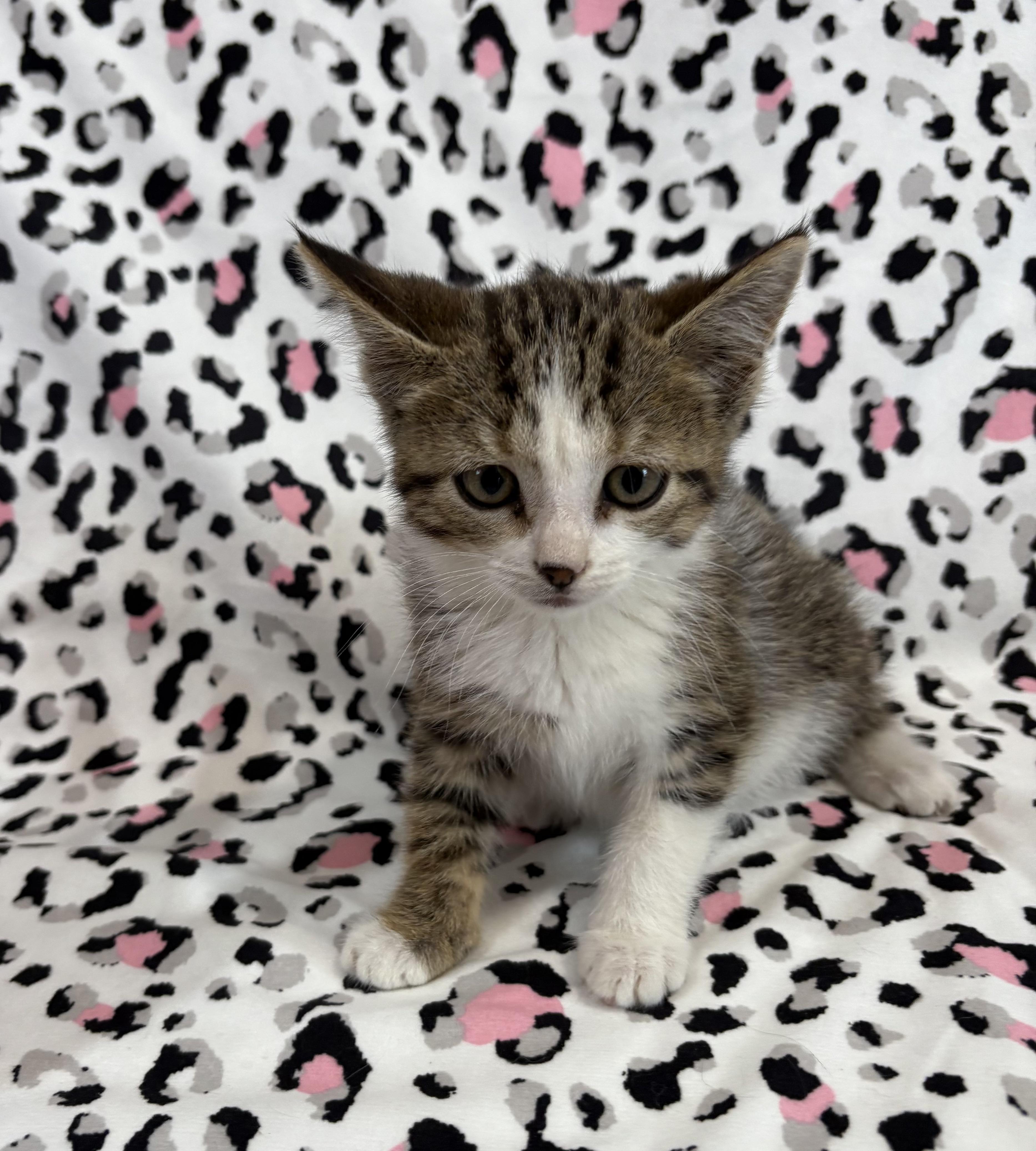 Enlarge TWINKLE, a Adoptable Domestic Short Hair in Tillsonburg, ON image 5/6