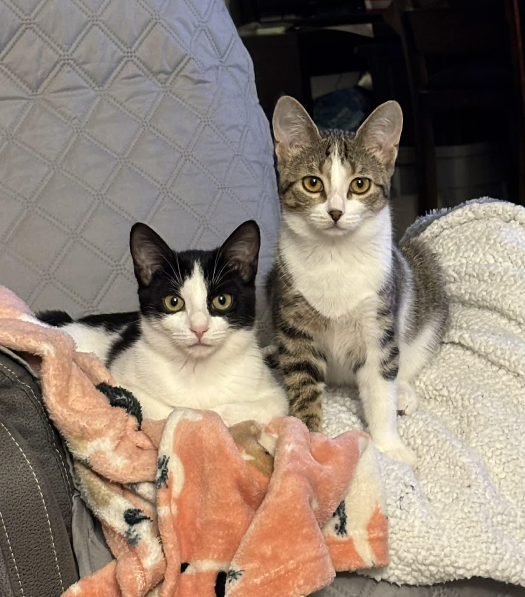 Enlarge TWINKLE, a Adoptable Domestic Short Hair in Tillsonburg, ON image 3/6