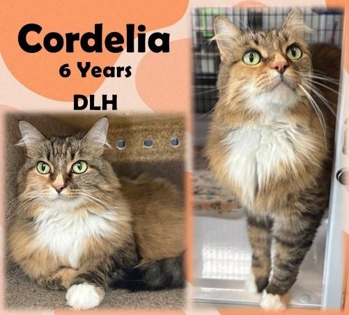 Cordelia, ADOPTABLE, Adult Female Domestic Long Hair.