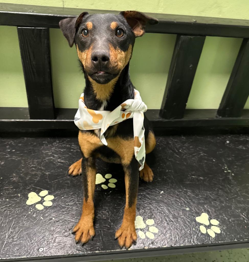 Yoda, Adoptable, Young Male Jack Russell Terrier.