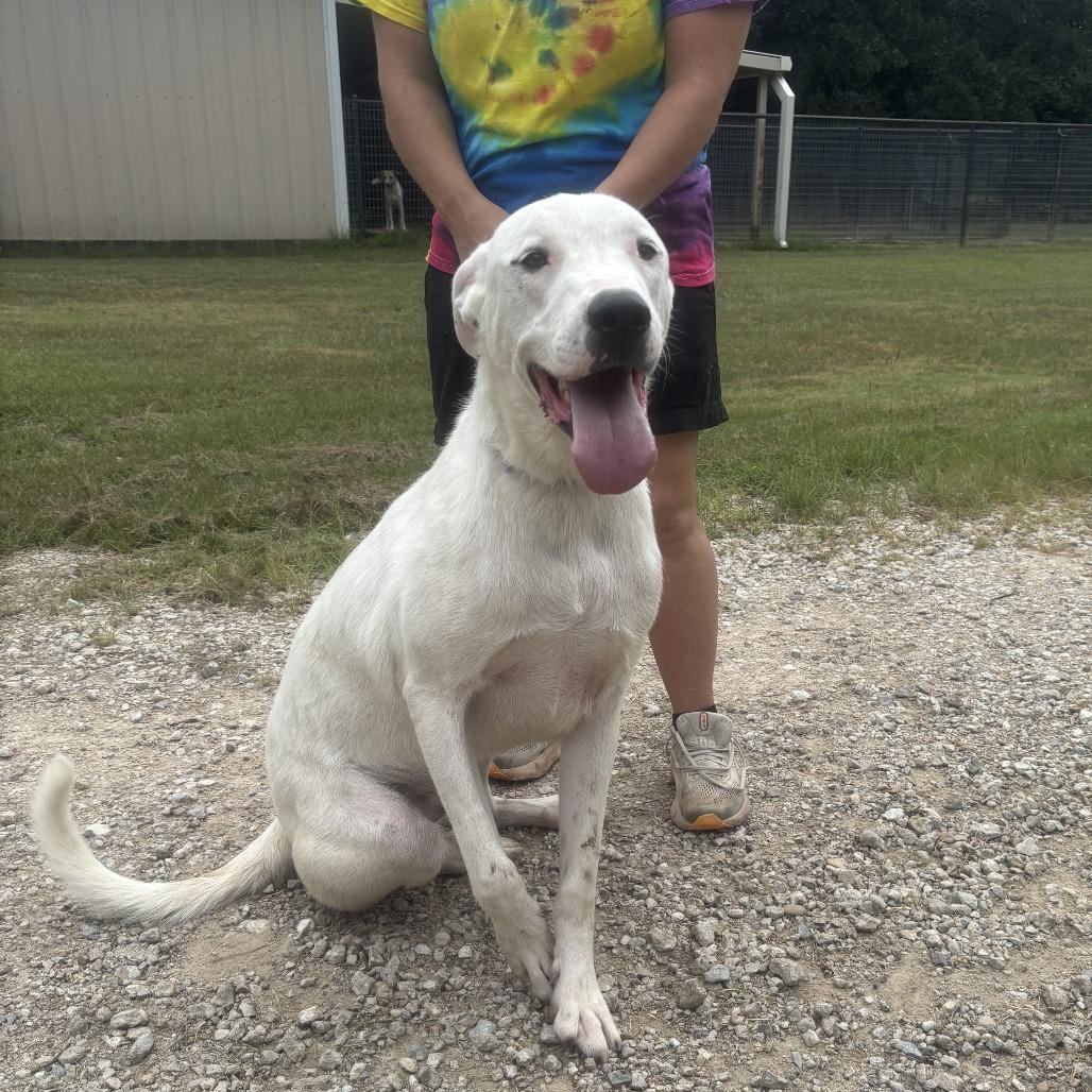 Enlarge Sigfried, a Adoptable mixed breed in Dallas, TX image 1/4
