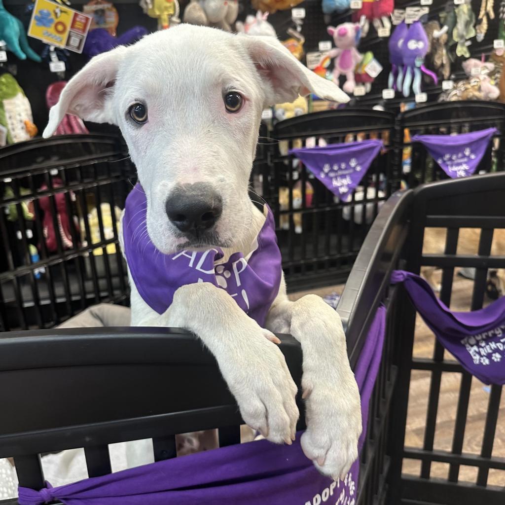 Enlarge Sigfried, a Adoptable mixed breed in Dallas, TX image 2/4