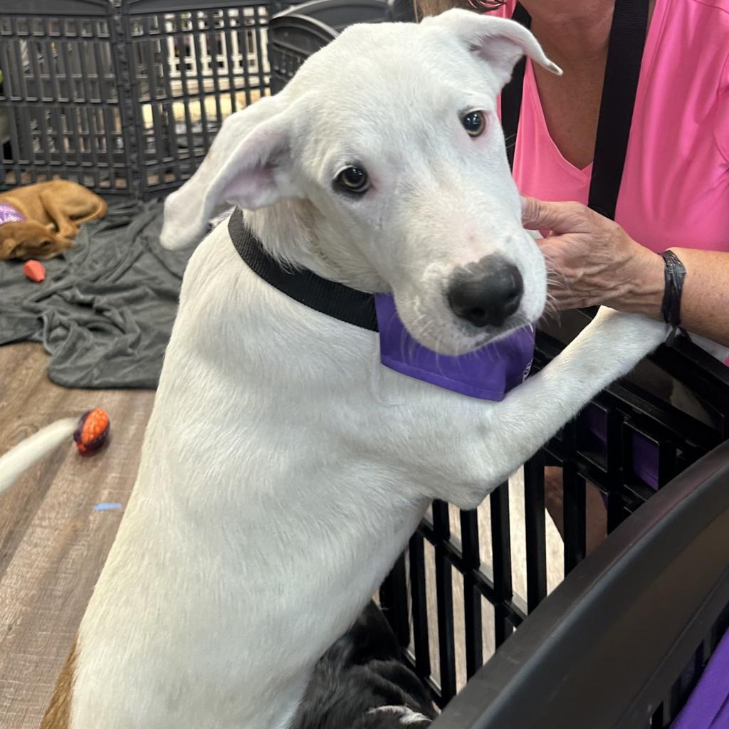 Enlarge Sigfried, a Adoptable mixed breed in Dallas, TX image 4/4