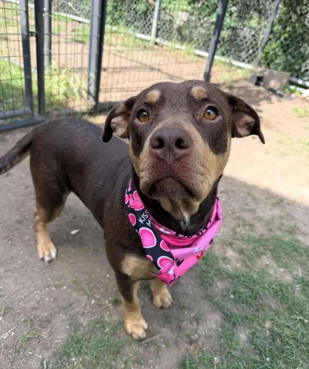 Riann, a ADOPTABLE mixed breed in Polk, OH image 2/5